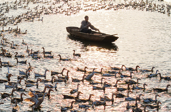 Hengdong County Boosts Duck Egg Industry