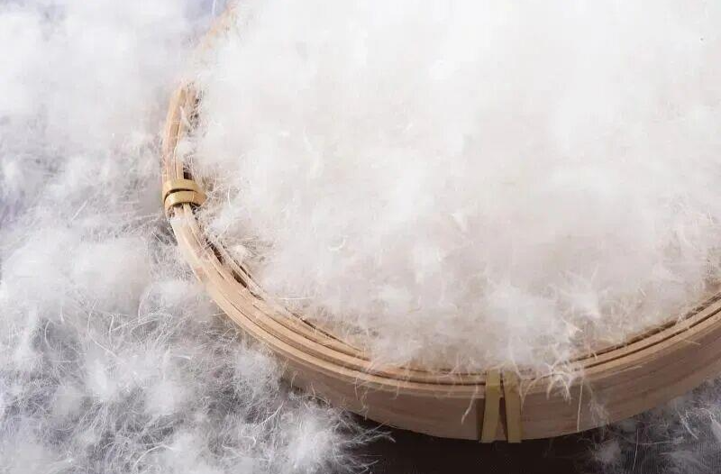 羽绒服“漏绒”致呼吸衰竭！医生：警惕“羽绒肺”