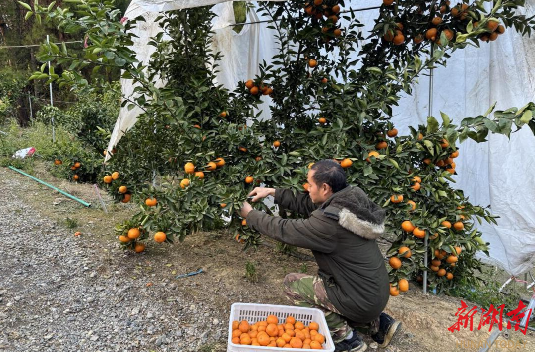 洞口：雪峰山下新农人——归雁还巢育金桔，点亮乡村振兴路