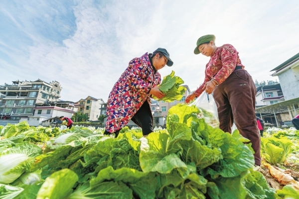 吉首曙光村蔬菜基地白菜采收忙@湖南日报图片新闻