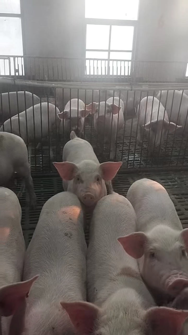 五线谱上打滚的猪罗罗