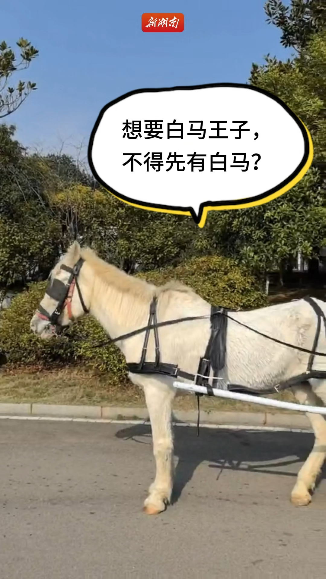 2026年，长沙生态动物园给足“马力”|元旦春节游湖南④