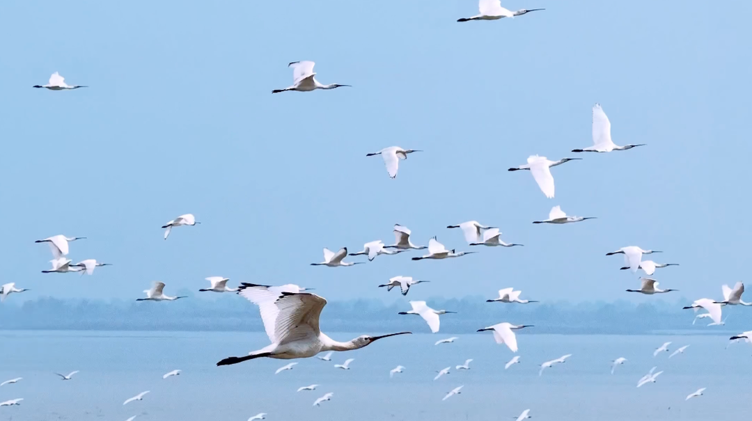 图集·冬遇常德丨冯海雁：青山湖观鸟