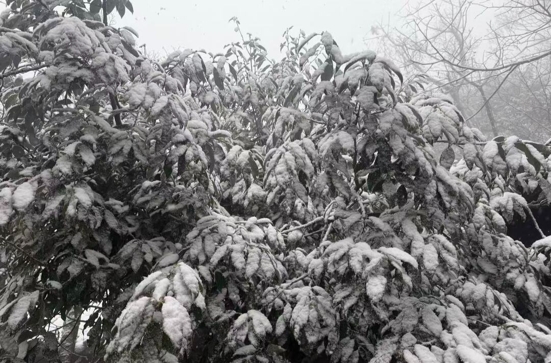 今天，湖南这些地方下雪了！长沙的雪已安排，就在→