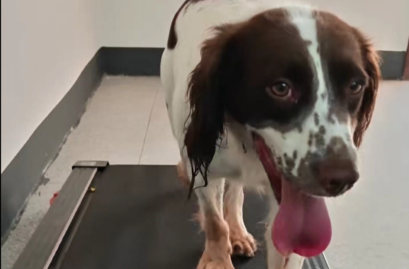 全网最自律的毛孩子！为了编制，拼了！ 