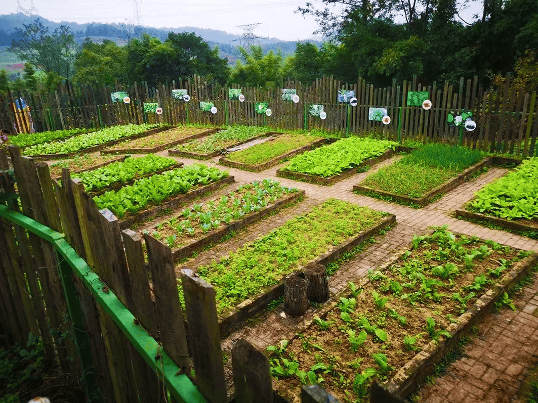 观点 | 用“共享菜园”打造休闲经济新场景