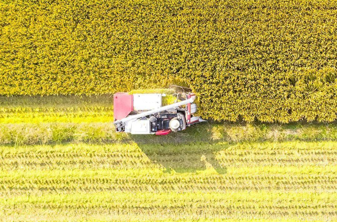 夯实粮食安全根基 祁阳推进高标准农田建设@湖南日报
