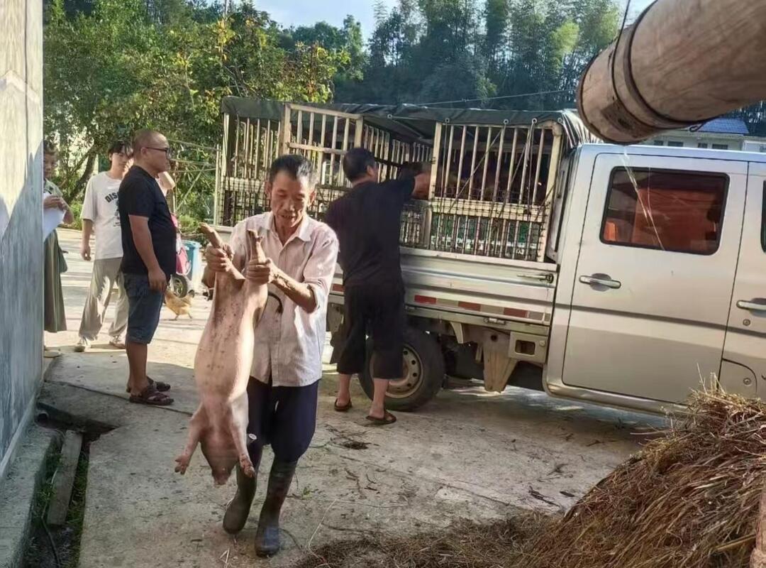 中国人寿财险宁乡支公司全力护航“庭院经济”为乡村振兴注入“保险动能”