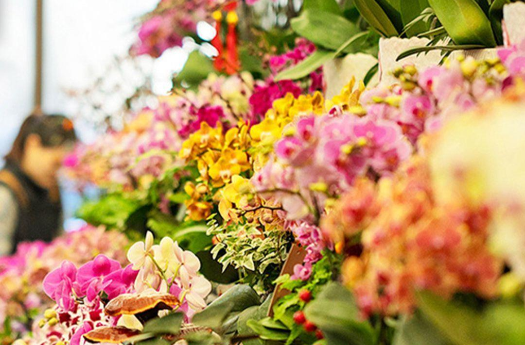 城市换新装、花市人气旺 跨年仪式感拉满了