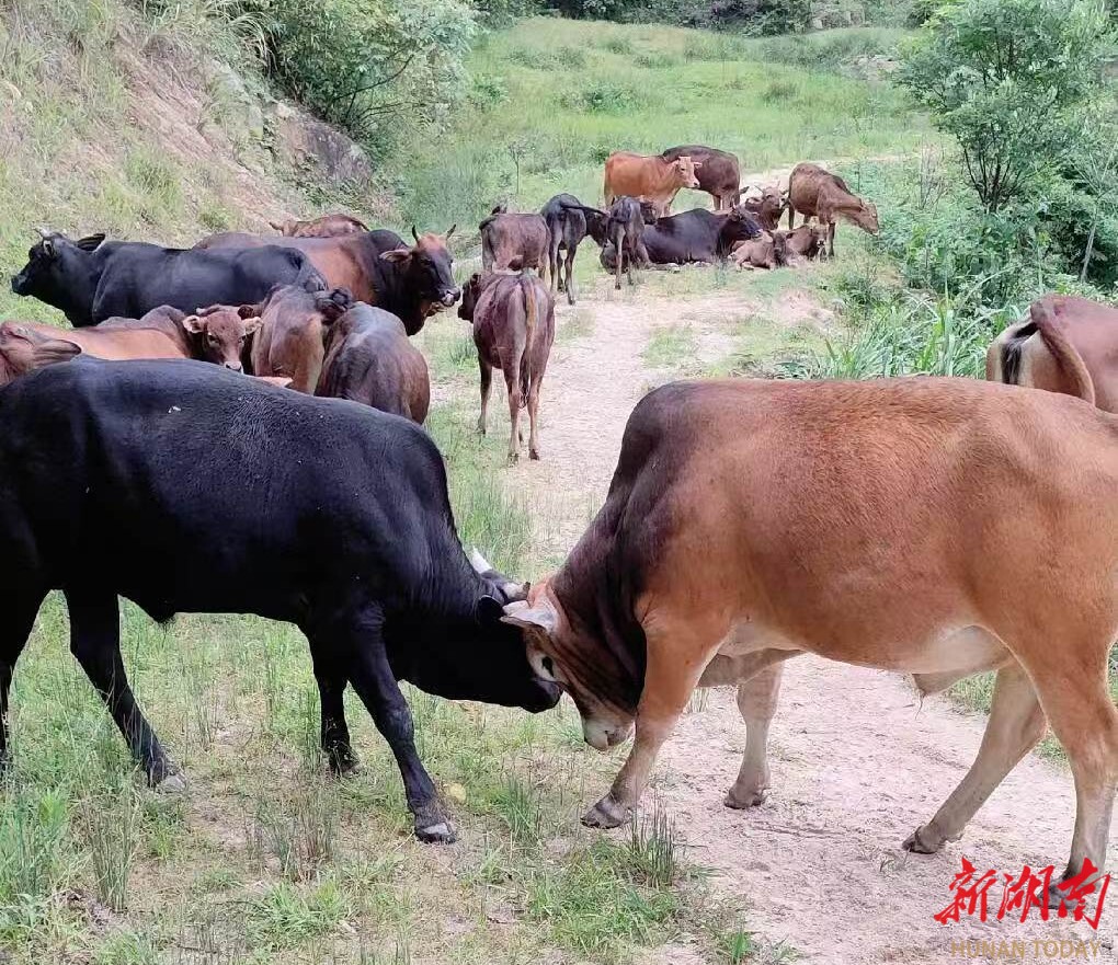 从“小打小闹”到规模养殖，耒阳90后小伙把高山牛养成“金字招牌”