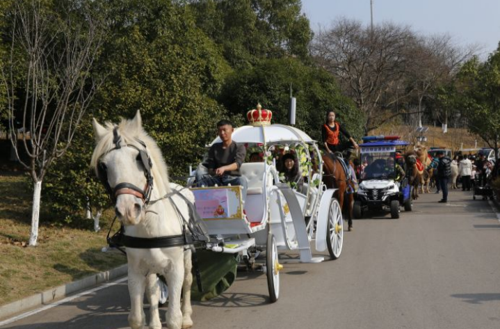 Horse-themed Shows to Be Staged at Changsha Ecological Zoo During New Year's Day Holiday