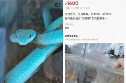 “盖瑞”同款蛇上架网购平台？紧急提醒 