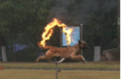 警犬跳火圈高燃瞬间！汪汪队穿越火线 
