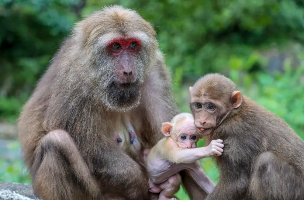 国家公园法，开始施行！