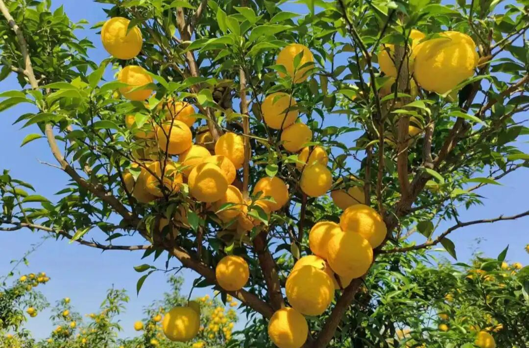 每株收益540元！拥有“摇钱树”的日子真的来了