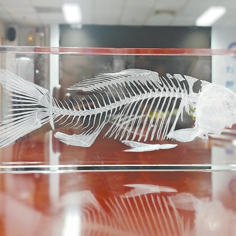 不用挑刺的鲫鱼将“游”上餐桌