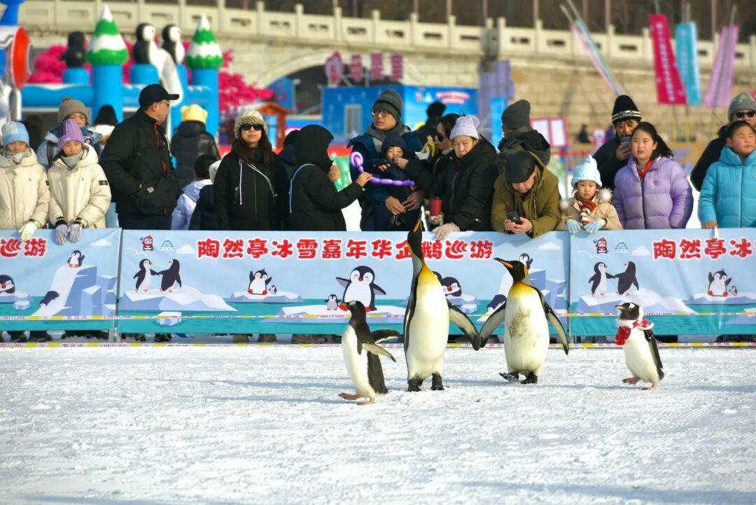 陶然亭的企鹅从哪来？答案出人意料