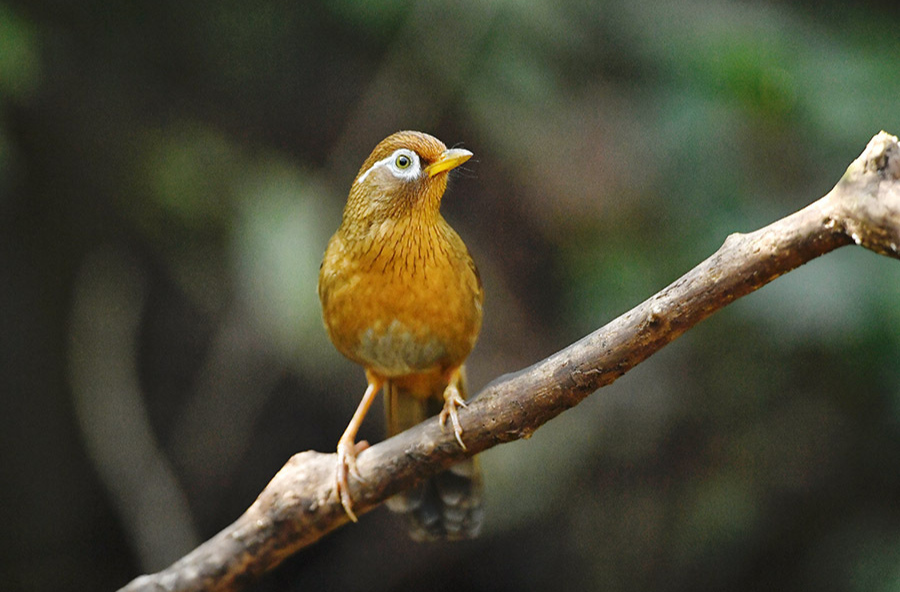 画眉跃动岳麓山