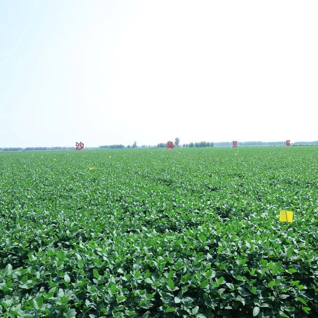 全国高产典型！华容入选