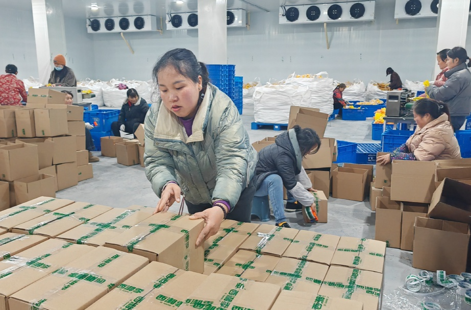 保靖玉米联农带农走出产业振兴路