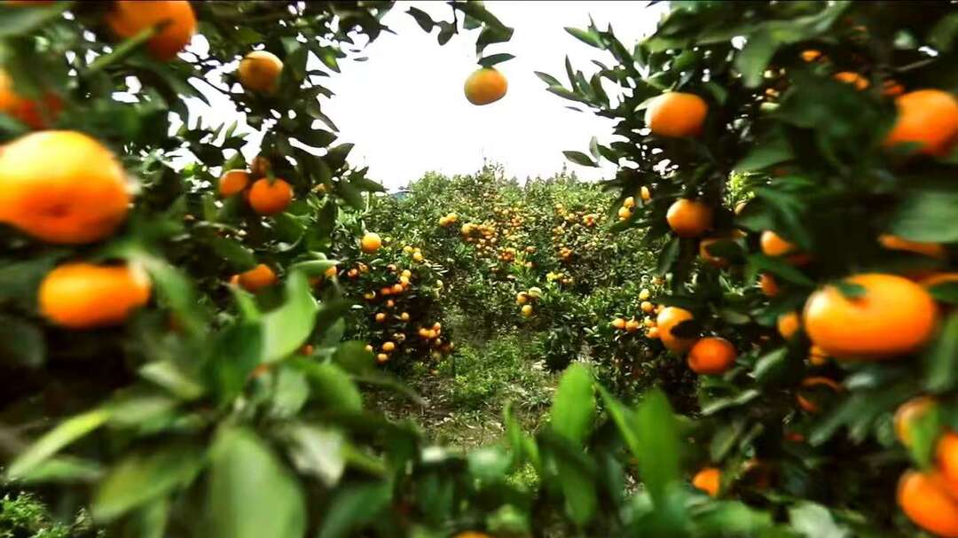 “桔城”洞口：“雪峰蜜桔”美名扬