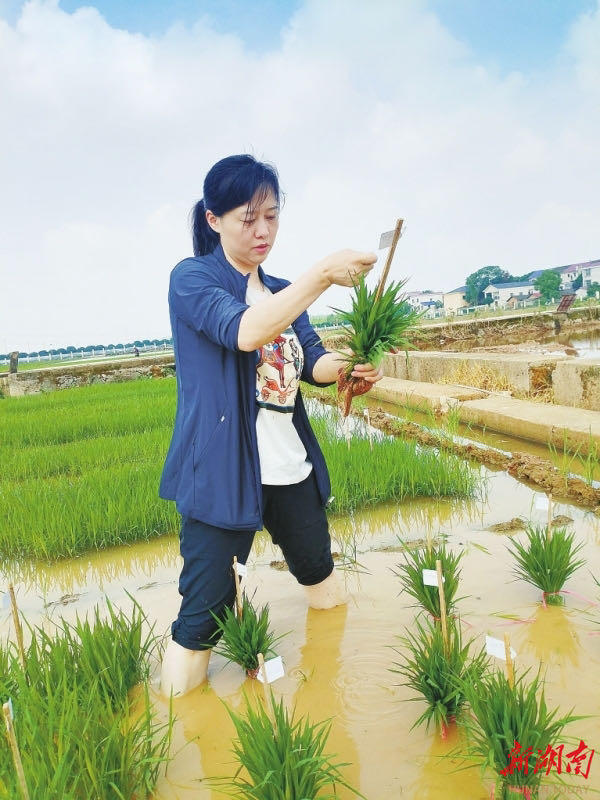 请缨攻“低镉”，续写“禾下梦”——记“全省担当作为优秀干部”李莉