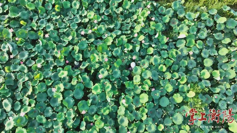 再添两张“国字号”名片！衡阳台源乌莲、耒阳大和草鱼入选国家地理标志产品