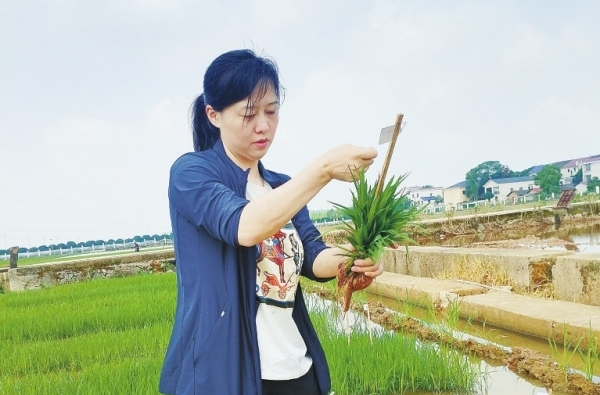 请缨攻“低镉”，续写“禾下梦”——记“全省担当作为优秀干部”李莉