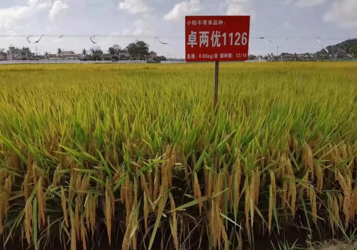 为水稻穿“防护服” 用“导航图”选育油茶——湖南筑牢粮食安全压舱石
