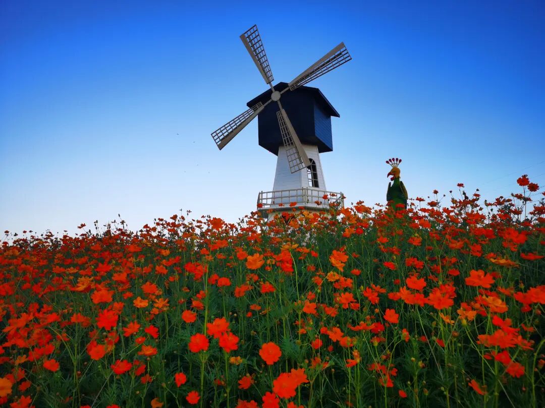 21_副本.jpg 湖美田园景区.JPG