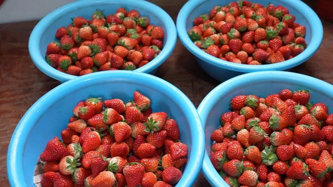 临武县刘家村：冬日里的“莓”好时光