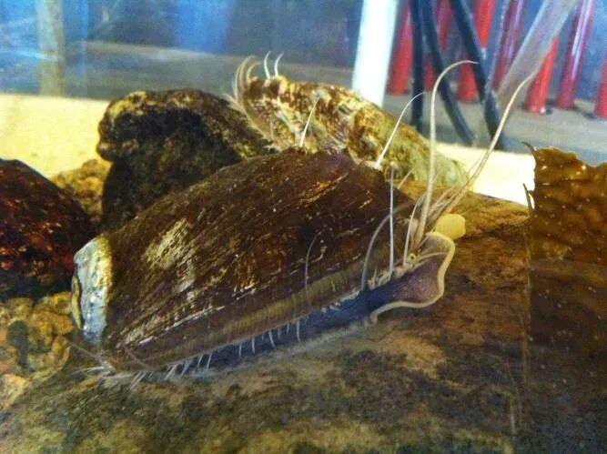 曾经的“名贵食材”卖出“白菜价”，中国是怎么把鲍鱼价格 “打下来”的？