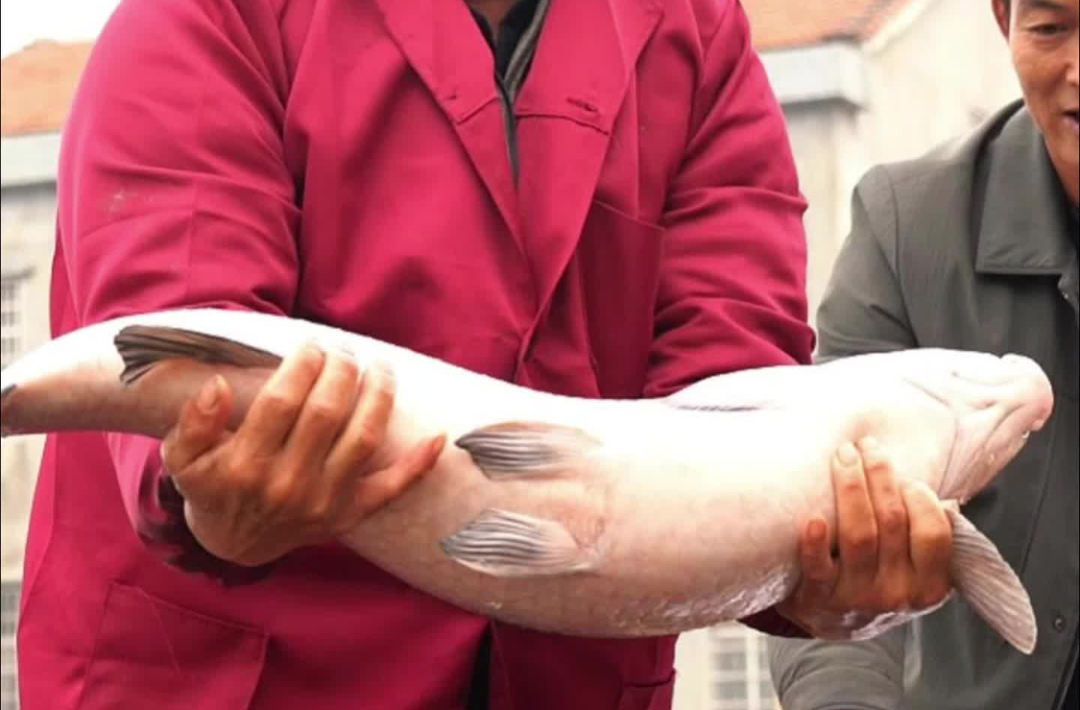 冬日洞庭起鱼忙——岳阳县进入“冬捕季”@湖南日报