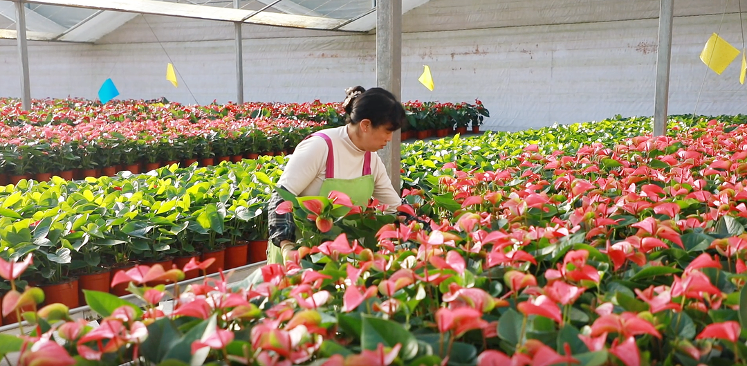 汝城：迎春鲜花销售旺 “美丽经济”催热“年味”