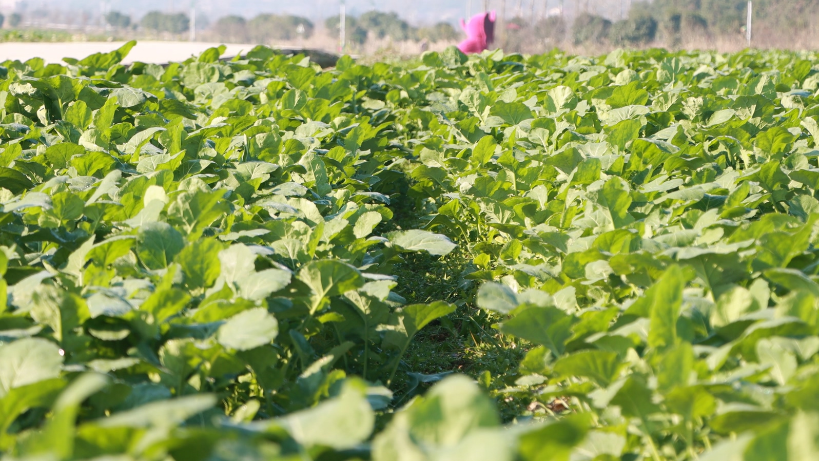 新年新气象 | 会同县堡子镇：万亩油菜冬管忙，静待春天花似海