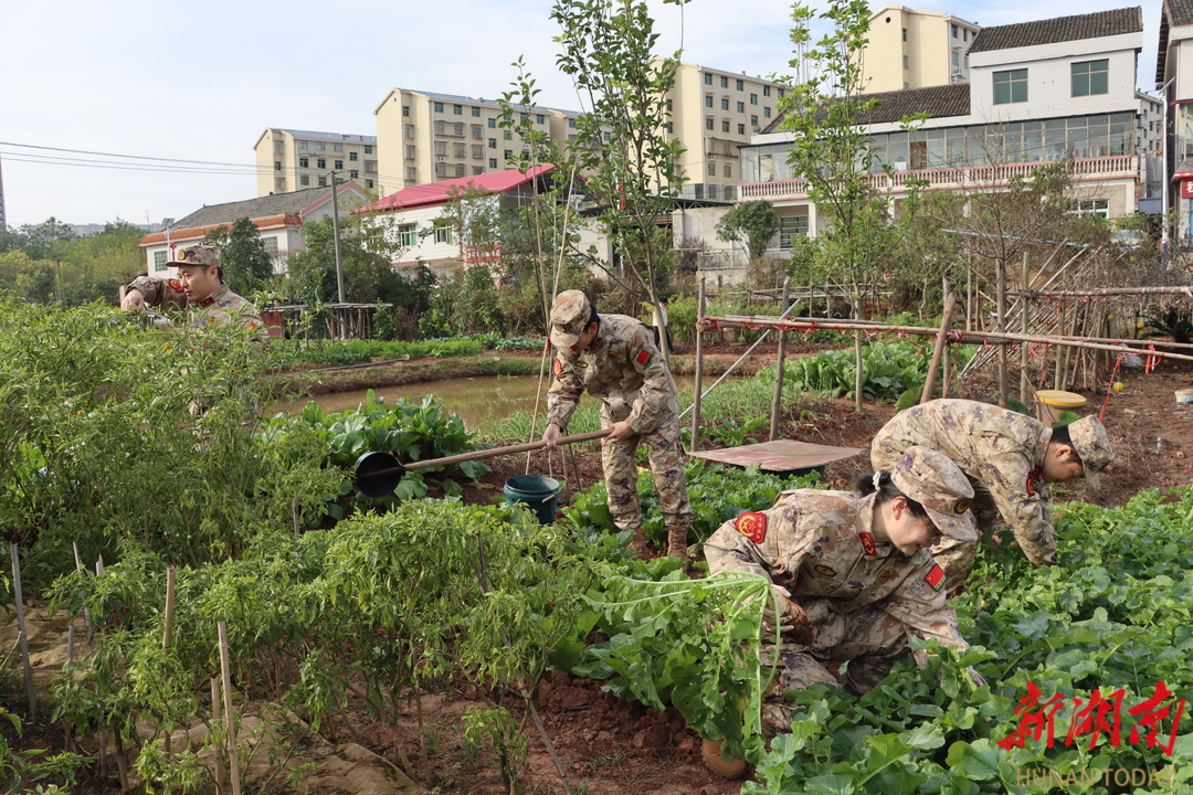 石鼓区：田间迷彩添暖色 双拥共建惠民生