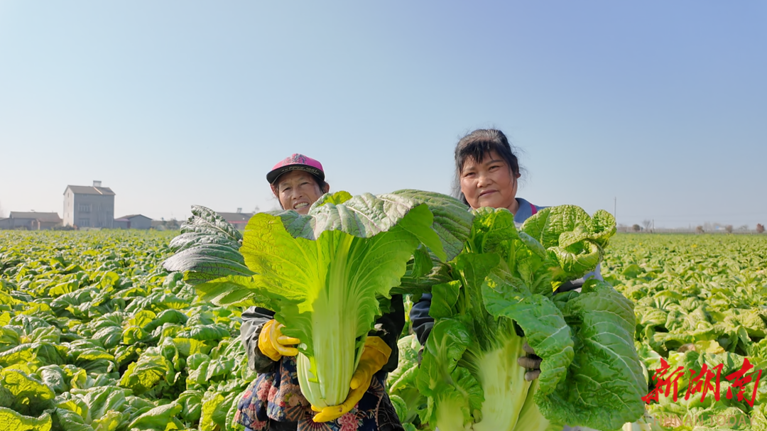 君山芥菜喜开镰 产业丰收促振兴