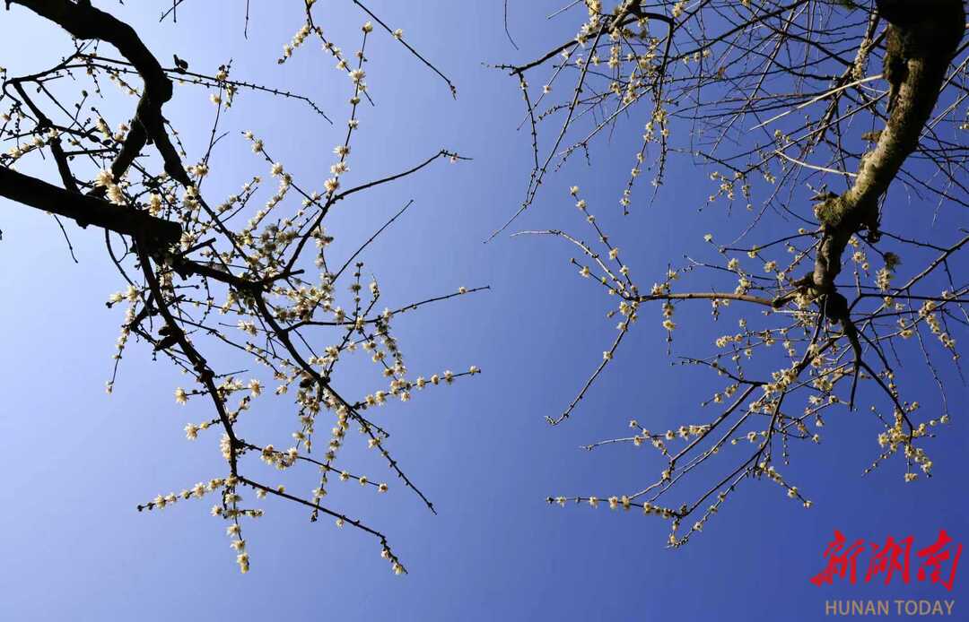 张家界国家森林公园黄石寨：暗香浮动腊梅开