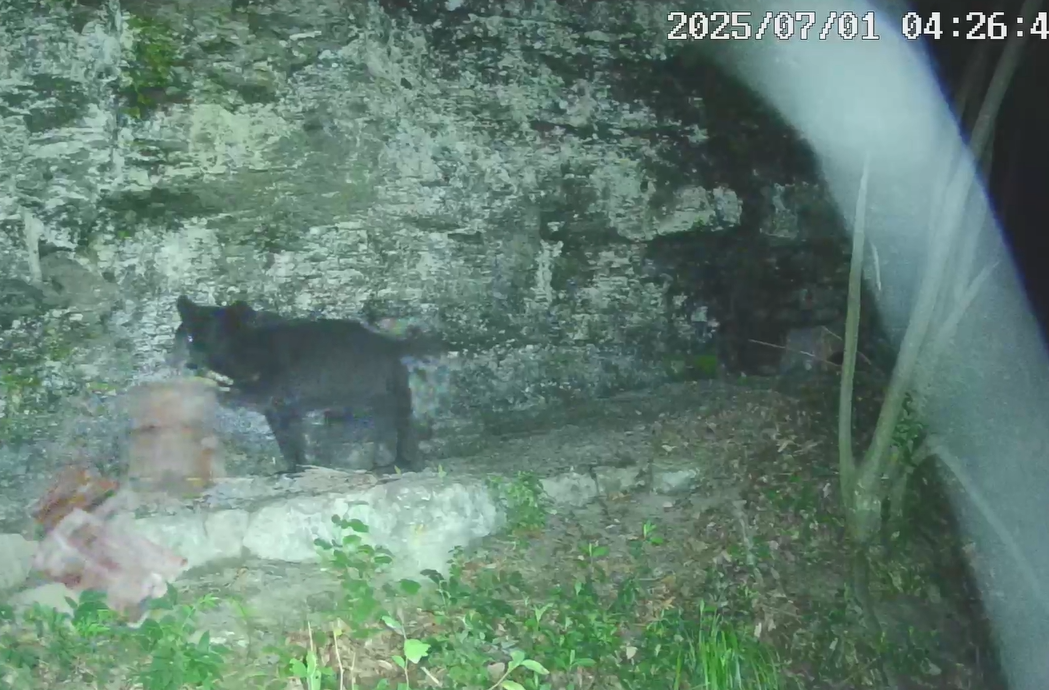 沅澧一线·点赞｜石门：野生动物“肇事”  政府投保“买单”