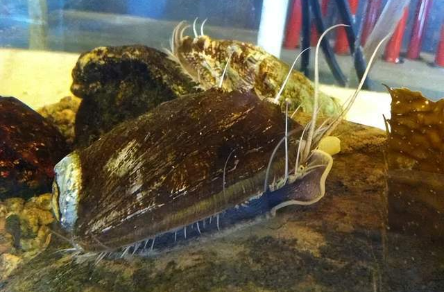 曾经的“名贵食材”卖出“白菜价”，中国是怎么把鲍鱼价格 “打下来”的？