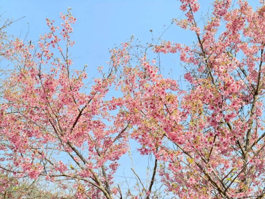 哇！湘潭七星村的早樱盛开！