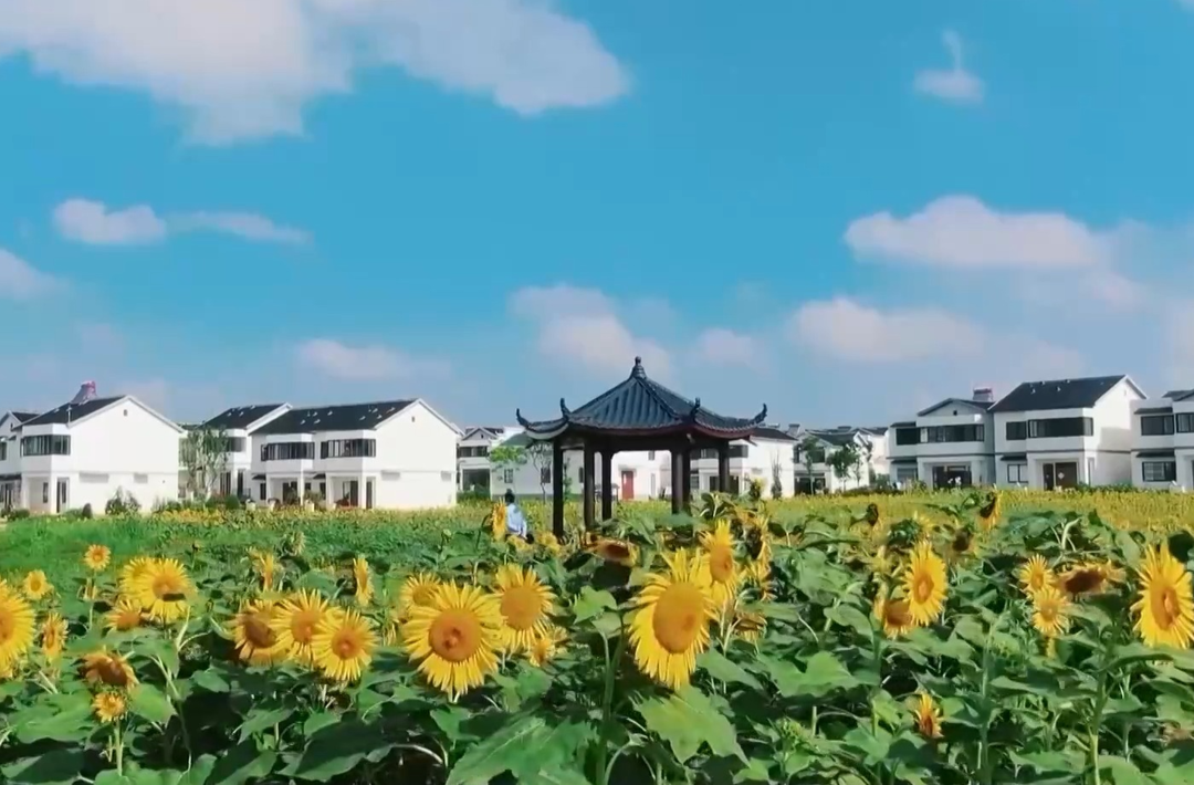 推进乡村全面振兴 今年我国将部署这些工作