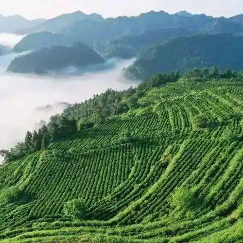 调解成功率达92.1%！看古丈县茶业纠纷调解委员会如何护航茶乡发展