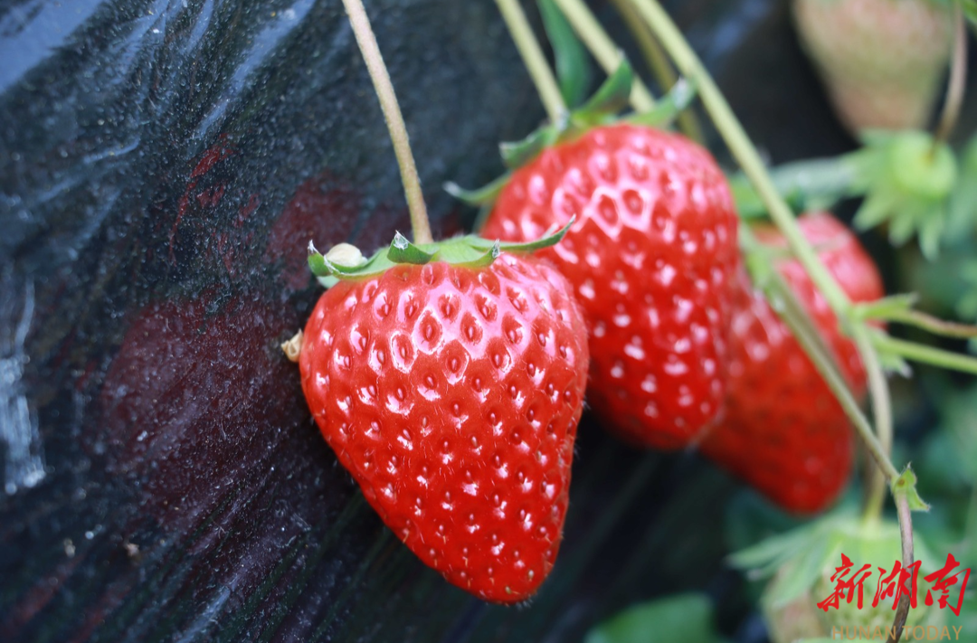 冬日“莓”好时光！开启甜蜜采摘之旅