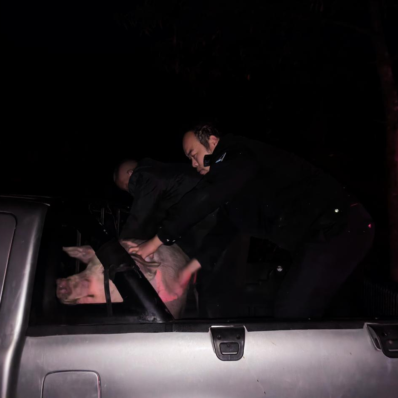 “过年猪”出逃急坏村民，花垣民警迅速抓猪保“年味”