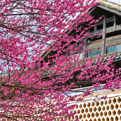 凤凰三潭书院梅花开啦！古建+梅花氛围感拉满