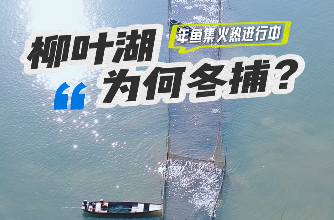 柳叶湖为何冬捕？
