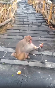 潇湘晨报丨古丈“猴哥”下山做客？回应：是猕猴，为国家二级保护动物