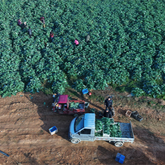 冷水滩冬菜丰收产销旺