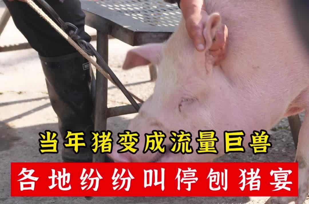军哥说新闻丨当年猪变成流量巨兽，各地纷纷叫停刨猪宴